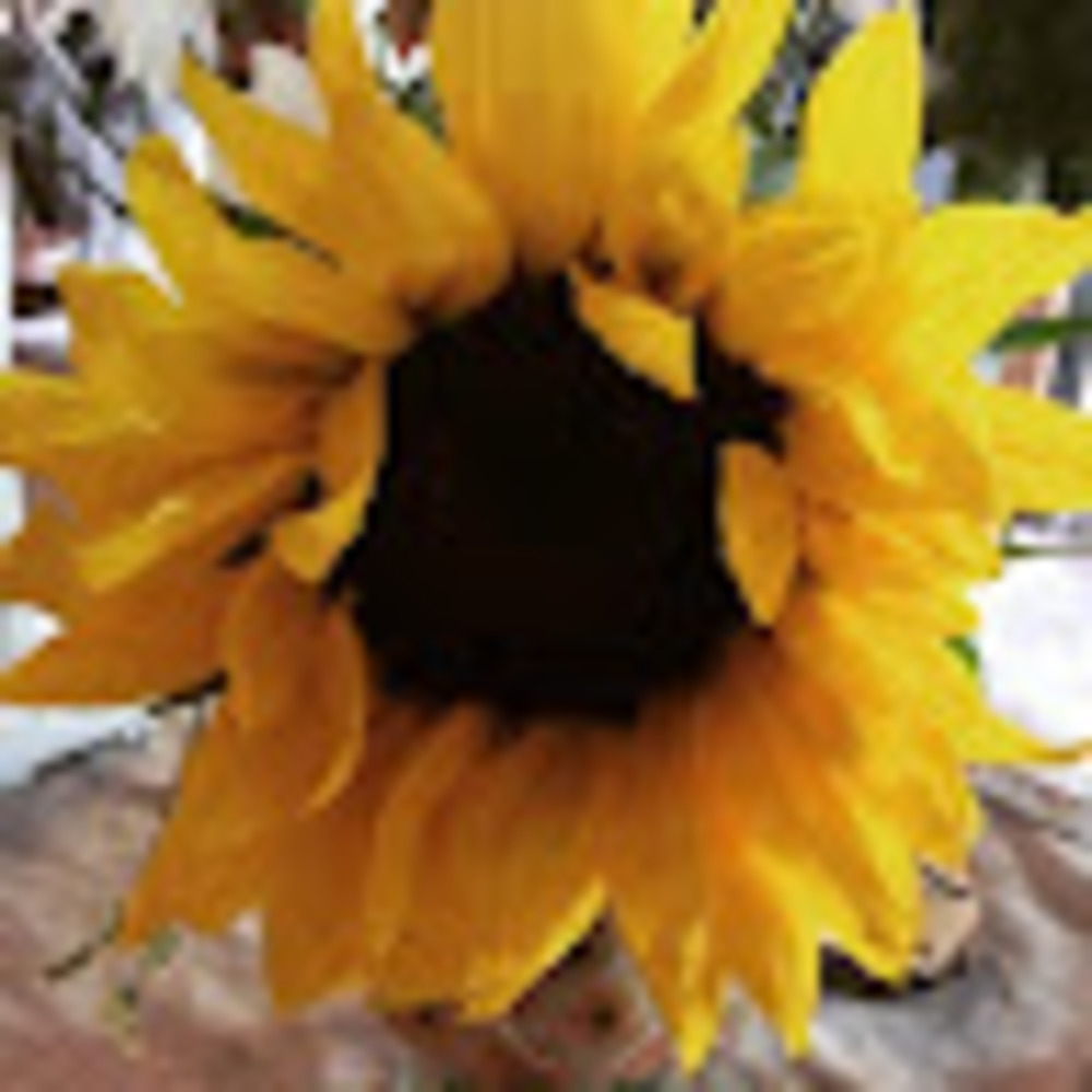 Meet your Posher, Dana